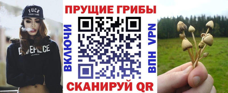 закладки  Бикин  Галлюциногенные грибы Psilocybine cubensis 